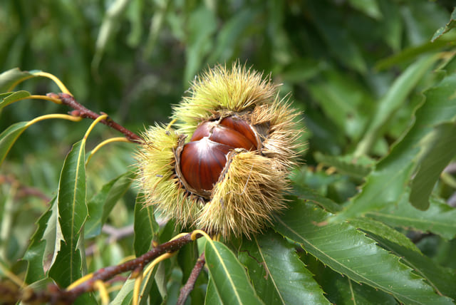 castagne-siciliane-1