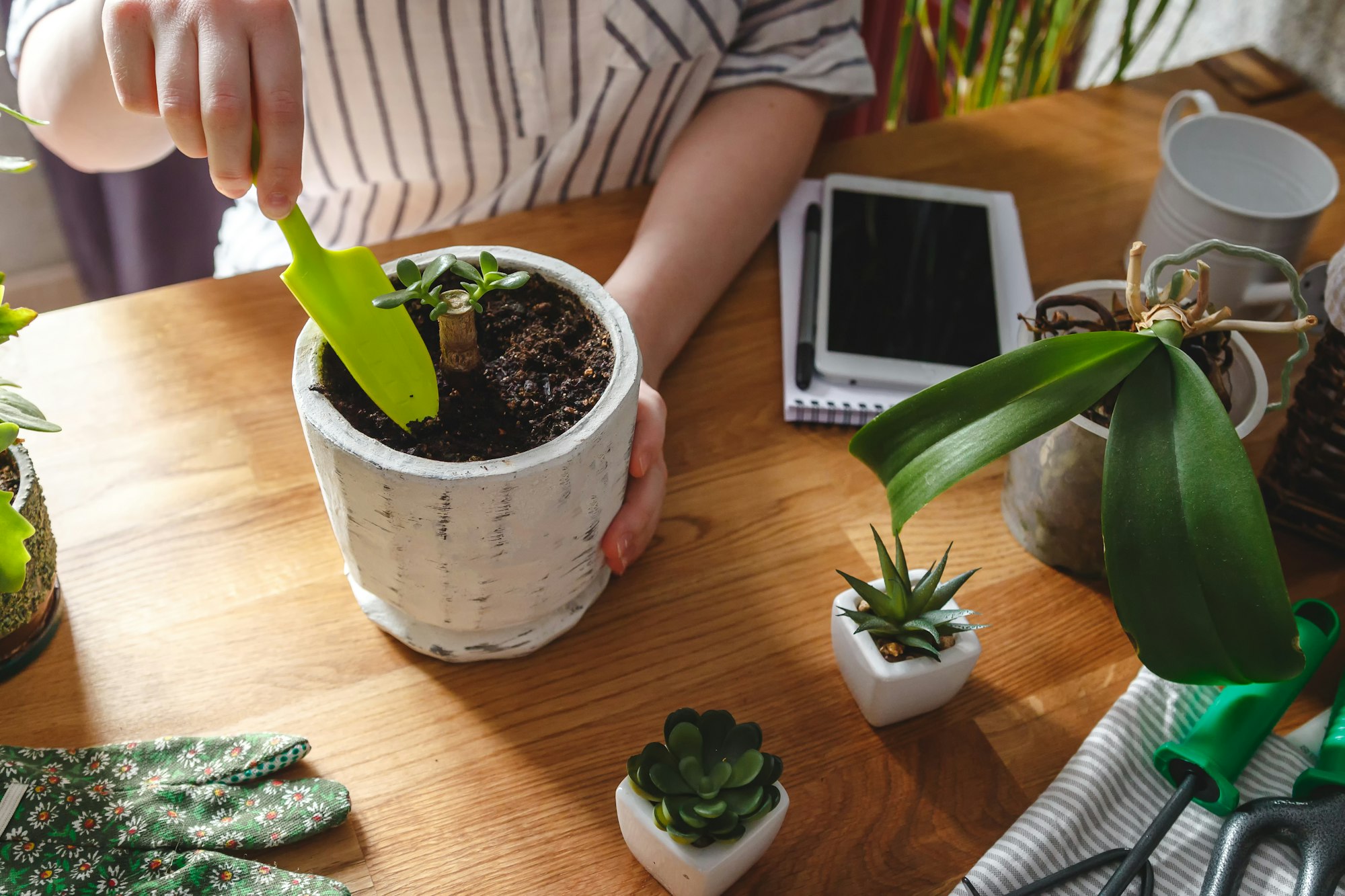 Gardening home. Garden home,Girl replanting green pasture in home garden.