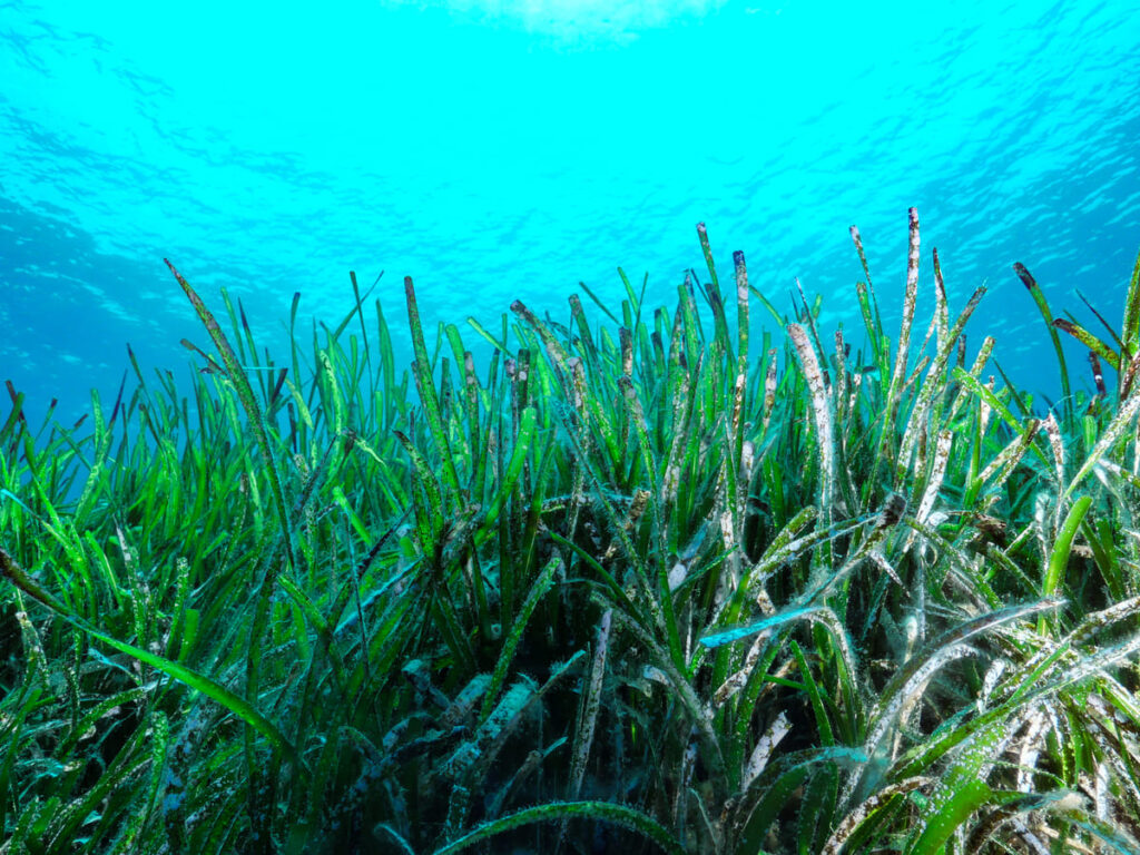posidonia oceanica