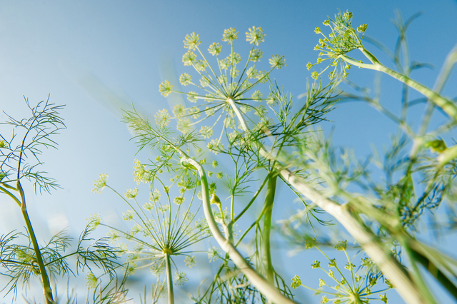 piante selvatiche edibili