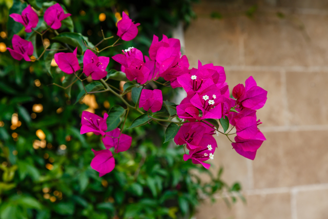 bougainvillea