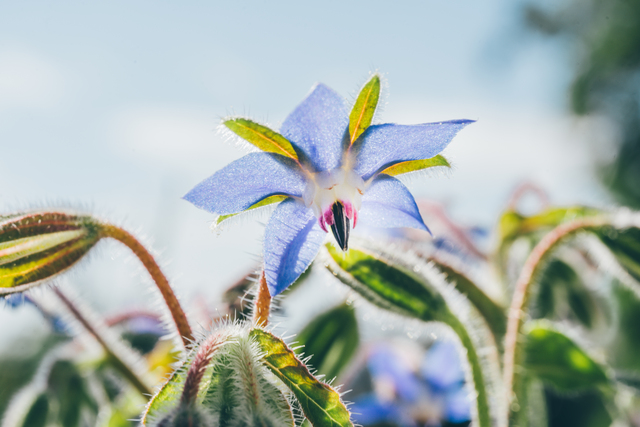 piante selvatiche edibili