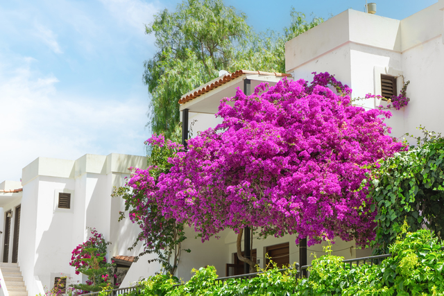 bougainvillea