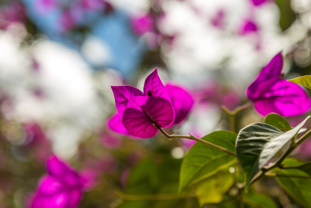 bougainvillea