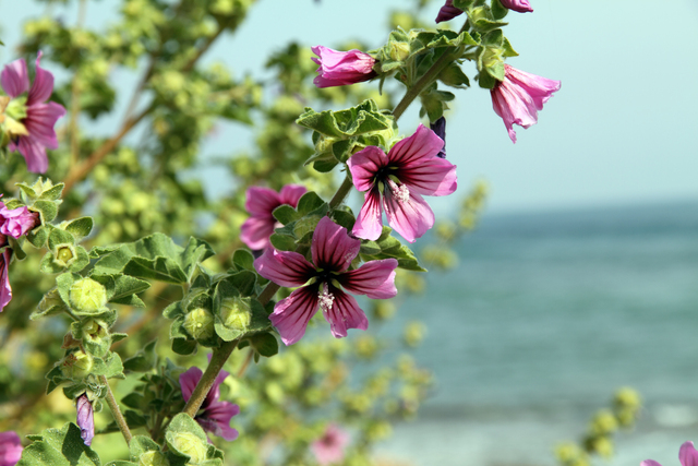 piante selvatiche edibili