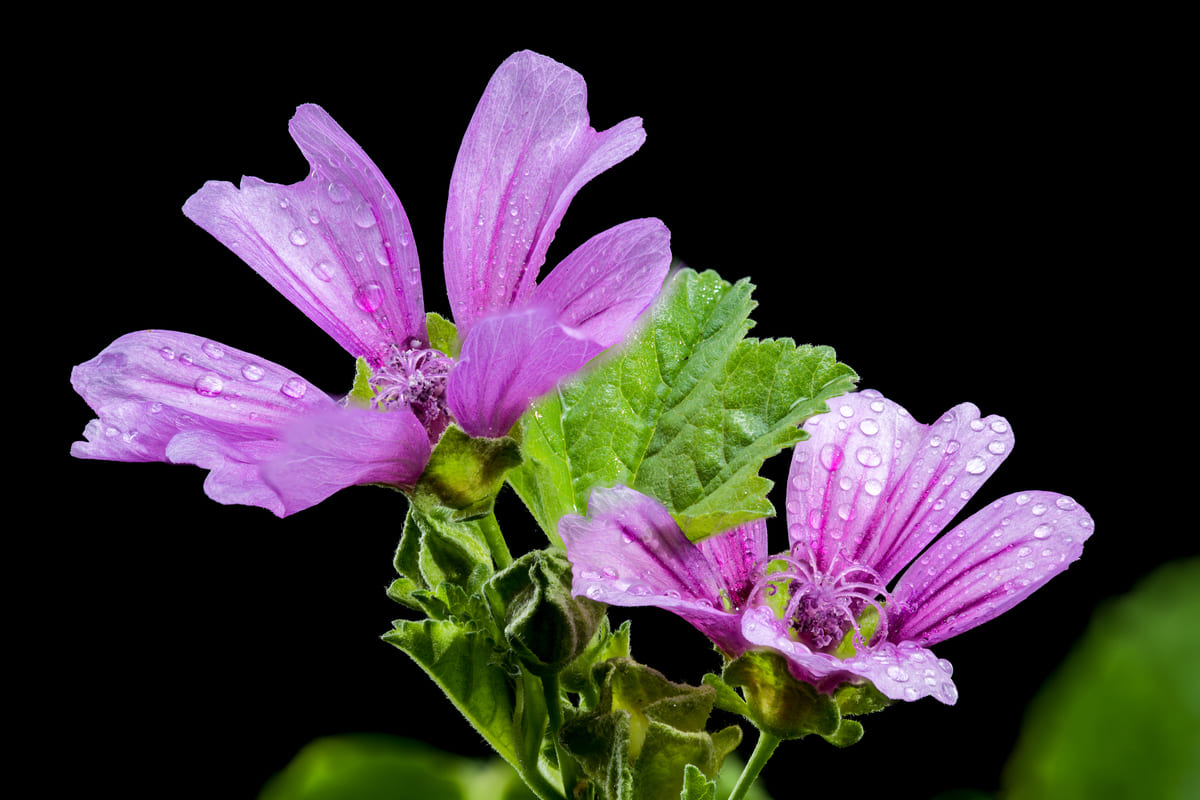 piante selvatiche edibili