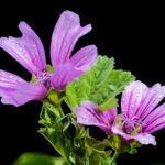 piante selvatiche edibili